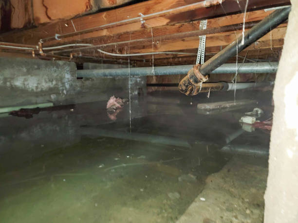 Best Flood damage cleanup  in St Johns, AZ