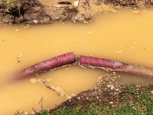 Best Water damage cleanup near me  in St Johns, AZ